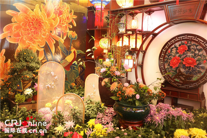 चीन के खैफ़ंग में 32 लाख बर्तन गुलदाउदी फूल खिले_fororder_2