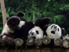 Panda Gergasi Tidak Akan Pupus