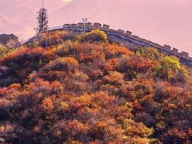مناظر تماشایی از اواخر پاییز رنگارنگ در قسمت بادالینگ از دیوار بزرگ چین