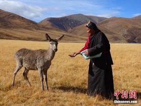 Rusa Merah, “Bunian” di Timur Tibet