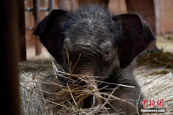 Bayi Gajah Asia di Zoo Kunming_fororder_522