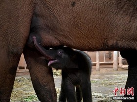 Bayi Gajah Asia di Zoo Kunming
