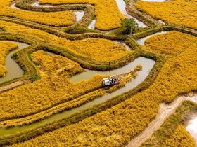 Petani Sibuk Menuai Padi di China