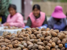 Petani Guizhou Lonjakkan Pendapatan Menerusi Buah Kiwi