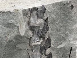کشف فسیل دایناسور 160 میلیون ساله در استان سیچوآن در جنوب غربی چین
