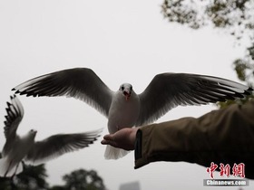 Burung Camar Paruh Merah Berhijrah ke Kunming