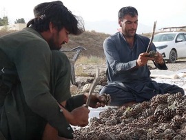 فروش چلغوز افغانستان تنها یک آغاز است