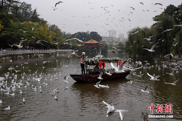Burung Camar Paruh Merah Berhijrah ke Kunming_fororder_311