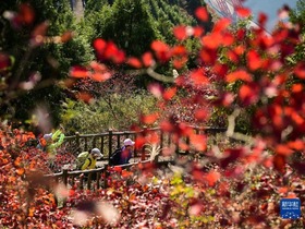 Daun Merah, Tarikan Pelancongan di Gaung Wu