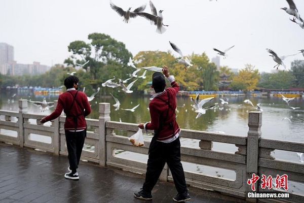 Burung Camar Paruh Merah Berhijrah ke Kunming_fororder_313