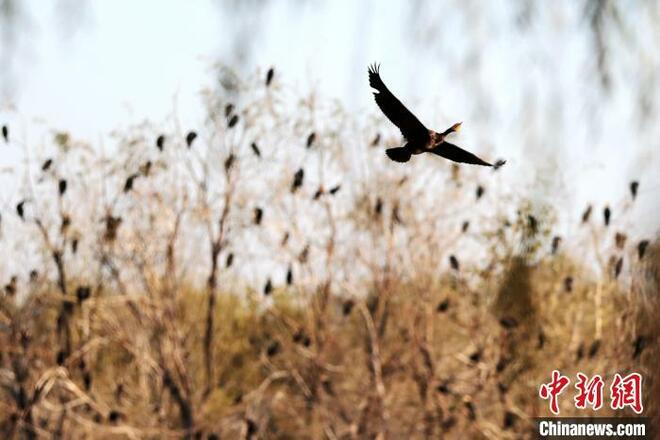 Burung Hijrah Singgah di Taman Lembab Xi’an_fororder_223