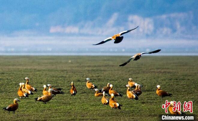 Beratus-ratus Ribu Burung Berhijrah ke Jiangxi_fororder_522
