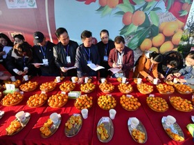 Pertandingan “Raja Oren” di Guangxi