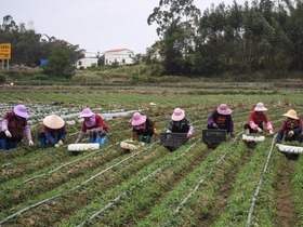 Qinzhou Majukan Industri Berasaskan Pertanian