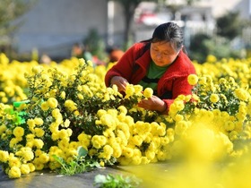 Tuaian Bunga Krisantemum di Hunan