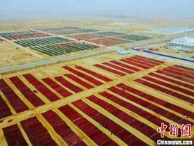 Musim Menuai Kurma di Selatan Xinjiang