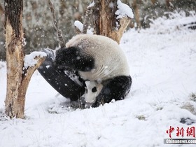 Panda Gergasi Seronok Main Salji