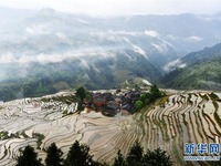 Keindahan Sawah Bertingkat di Guizhou