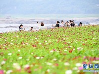 Bunga Cosmos Perindah Tepian Sungai Yangtze