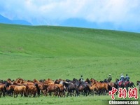 Kuda Pamer Aksi di Padang Rumput Gansu