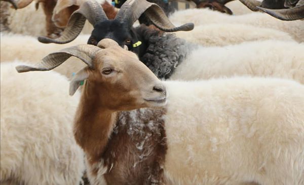 "Төвөдийн төв рүү" сурвалжлагын аян Төвөд хонины өсөлтийн хугацааг түргэвчлэх шинэ төслийг танилцуулав