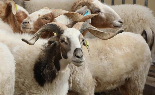 "Төвөдийн төв рүү" сурвалжлагын аян Төвөд хонины өсөлтийн хугацааг түргэвчлэх шинэ төслийг танилцуулав