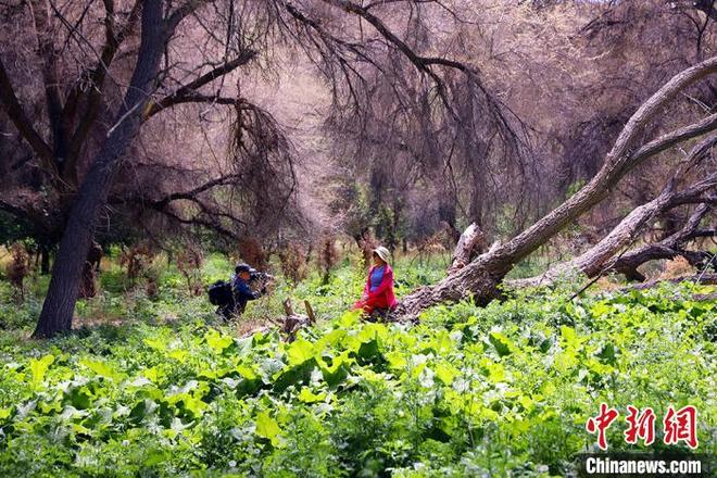 Lembah Rama-rama Merah di Xinjiang_fororder_117963760_zsite