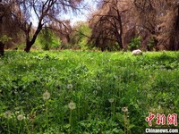 Lembah Rama-rama Merah di Xinjiang