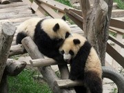 Mencari Ibu Kota Dunia Panda di Ya’an