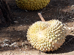Kenali Beijing: Saya Sebiji Durian
