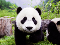 Kenali Sichuan: Panda, Haiwan yang Cukup Comel
