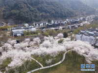 Sakura Bermekaran di Zhejiang