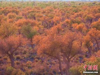 Musim Paling Cantik Populus Euphratica di Xinjiang
