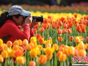 Ekspo Tulip di Jiujiang