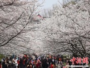 Sakura Tambah Suasana Romantik