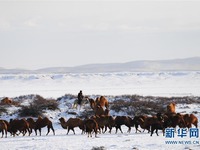 Destinasi Pelancongan Bertemakan Unta di Kaunti Jimenay, Xinjiang